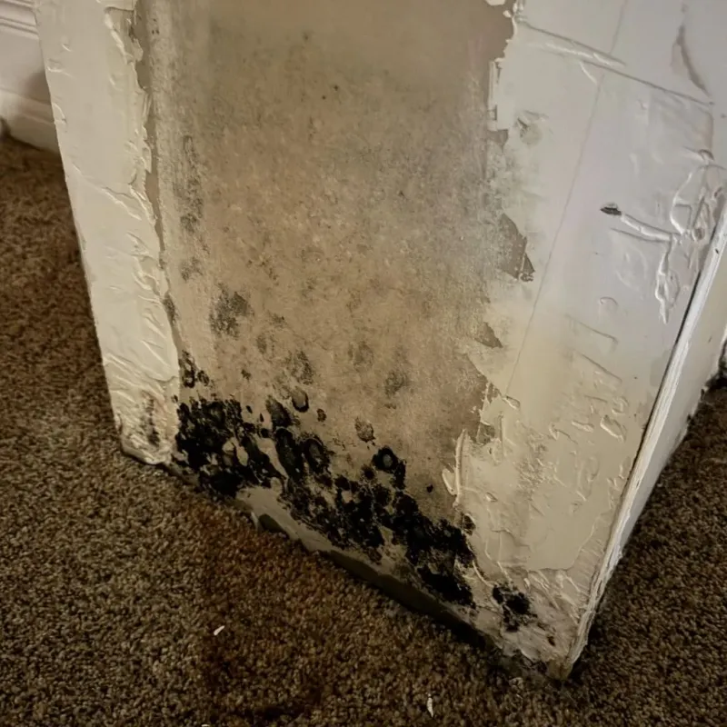 Professional Mold Removal in Lillington, NC